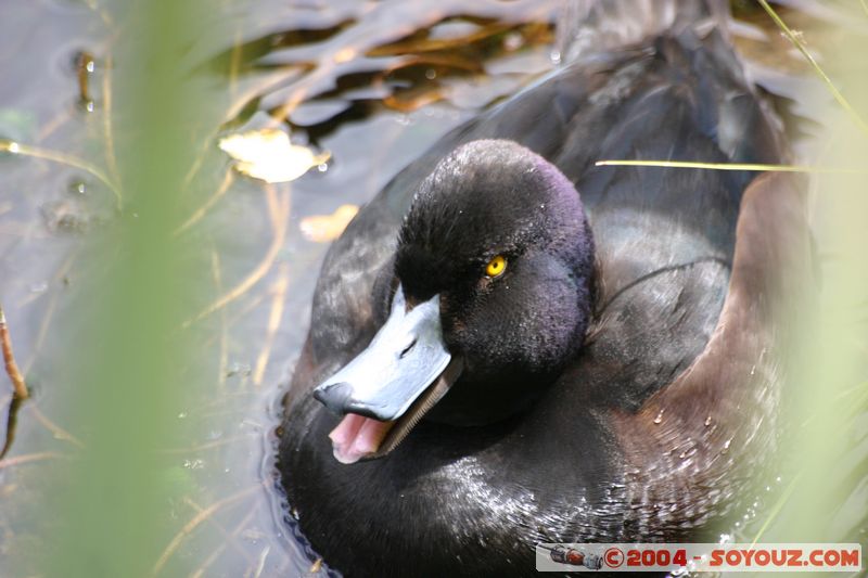 Te Anau / Milford Highway - Duck
Mots-clés: New Zealand South Island animals oiseau canard