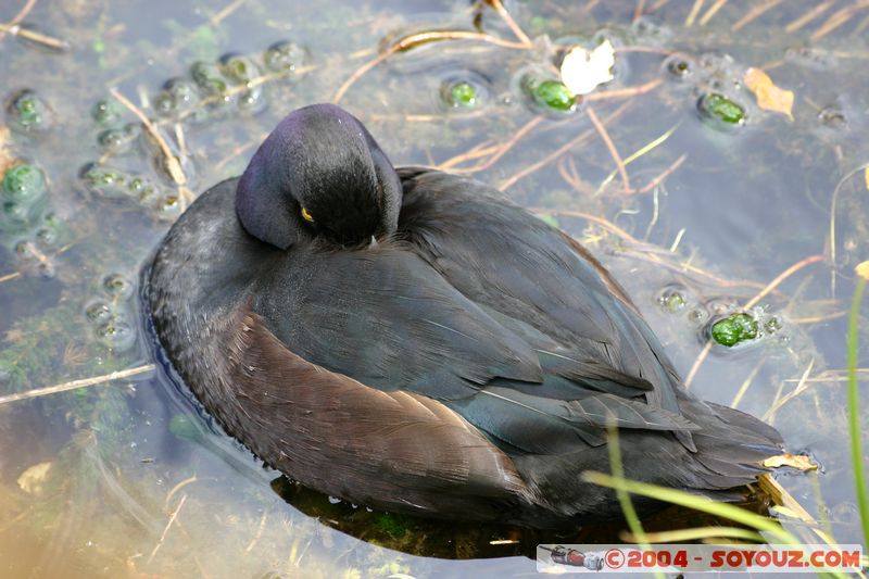 Te Anau / Milford Highway - Duck
Mots-clés: New Zealand South Island animals oiseau canard