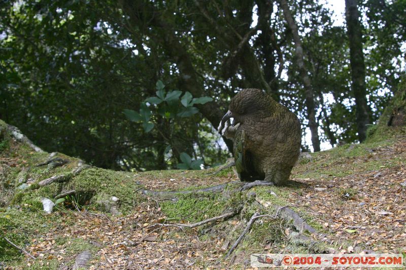 Te Anau / Milford Highway - Kea (Alpine Parrot)
Mots-clés: New Zealand South Island animals oiseau Kea