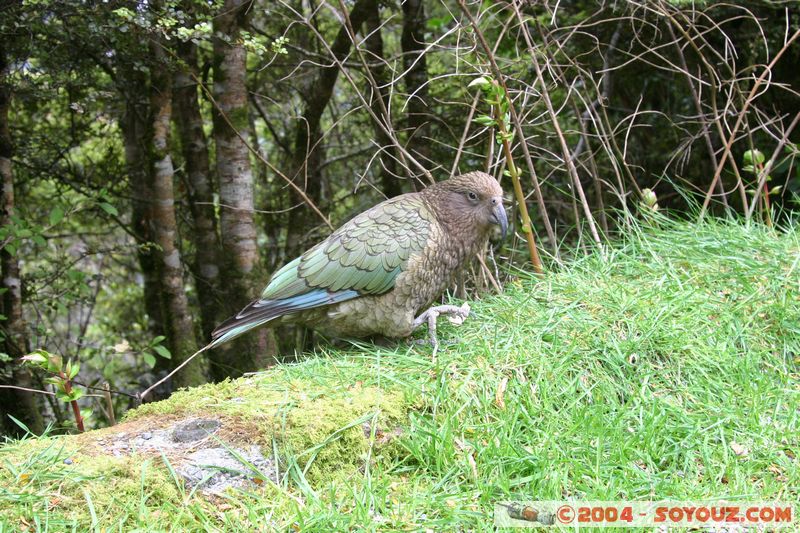 Te Anau / Milford Highway - Kea (Alpine Parrot)
Mots-clés: New Zealand South Island animals oiseau Kea