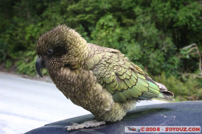 Te Anau / Milford Highway - Kea (Alpine Parrot)
Mots-clés: New Zealand South Island animals oiseau Kea