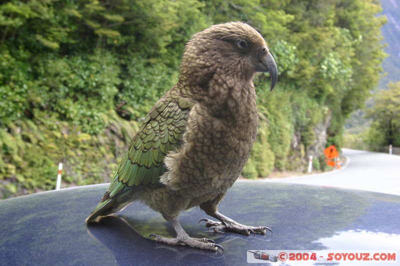 Te Anau / Milford Highway - Kea (Alpine Parrot)
Mots-clés: New Zealand South Island animals oiseau Kea