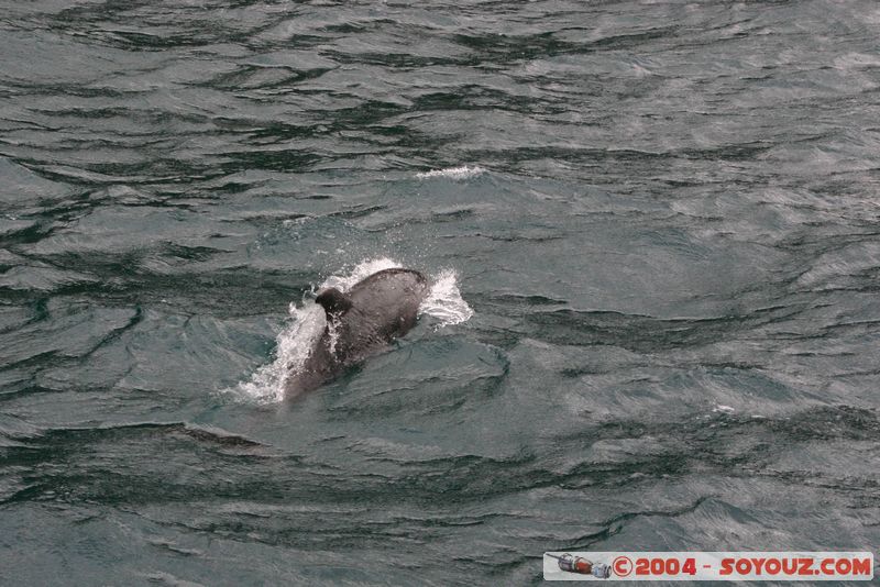 Milford Sound - Dolphin
Mots-clés: New Zealand South Island patrimoine unesco animals Dauphin