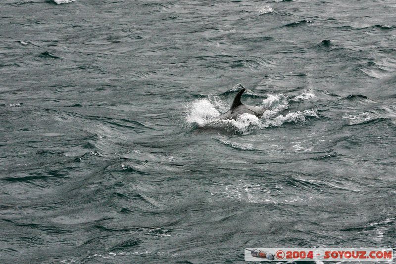 Milford Sound - Dolphin
Mots-clés: New Zealand South Island patrimoine unesco animals Dauphin