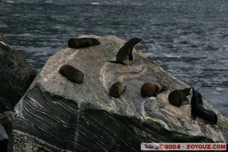 Milford Sound - Seals
Mots-clés: New Zealand South Island patrimoine unesco animals Phoques