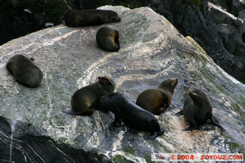 Milford Sound - Seals
Mots-clés: New Zealand South Island patrimoine unesco animals Phoques