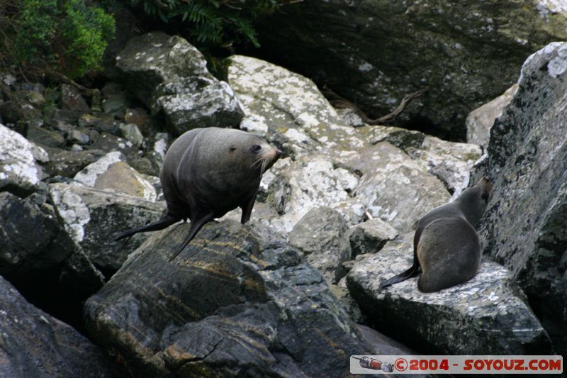 Milford Sound - Seals
Mots-clés: New Zealand South Island patrimoine unesco animals Phoques