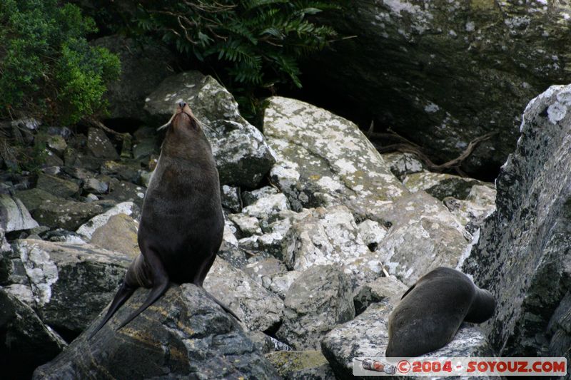 Milford Sound - Seals
Mots-clés: New Zealand South Island patrimoine unesco animals Phoques