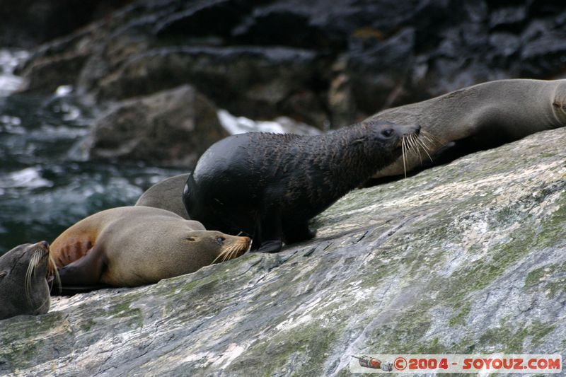 Milford Sound - Seals
Mots-clés: New Zealand South Island patrimoine unesco animals Phoques