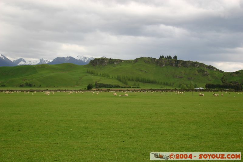 Southern Scenic Road
Mots-clés: New Zealand South Island animals Mouton