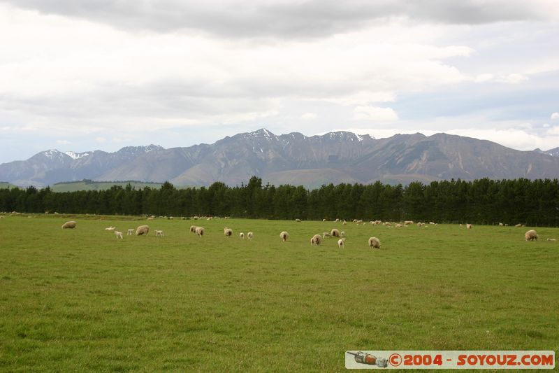 Southern Scenic Road
Mots-clés: New Zealand South Island animals Mouton