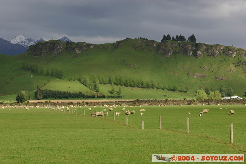 Southern Scenic Road - Sheeps
Mots-clés: New Zealand South Island animals Mouton