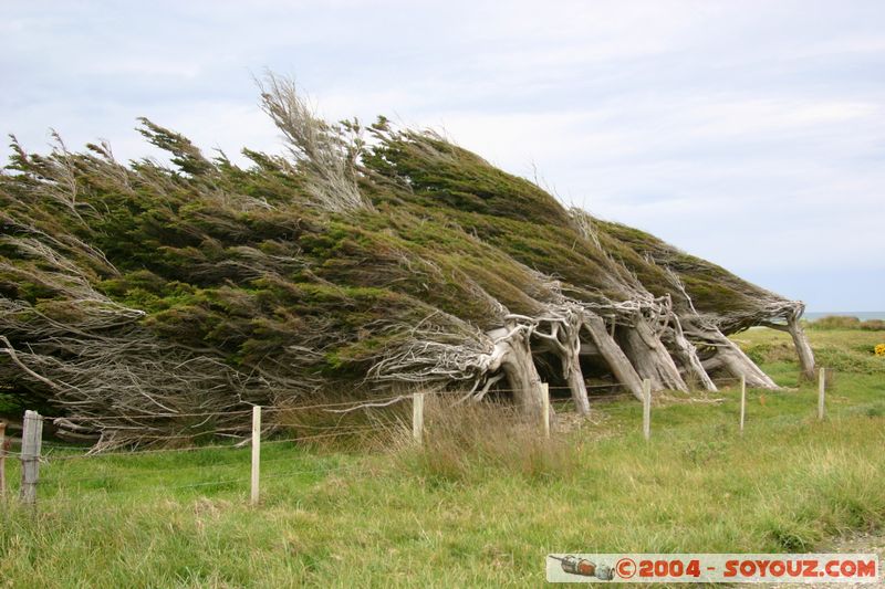 Southern Scenic Road - Trees folded by the wind
Mots-clés: New Zealand South Island Arbres