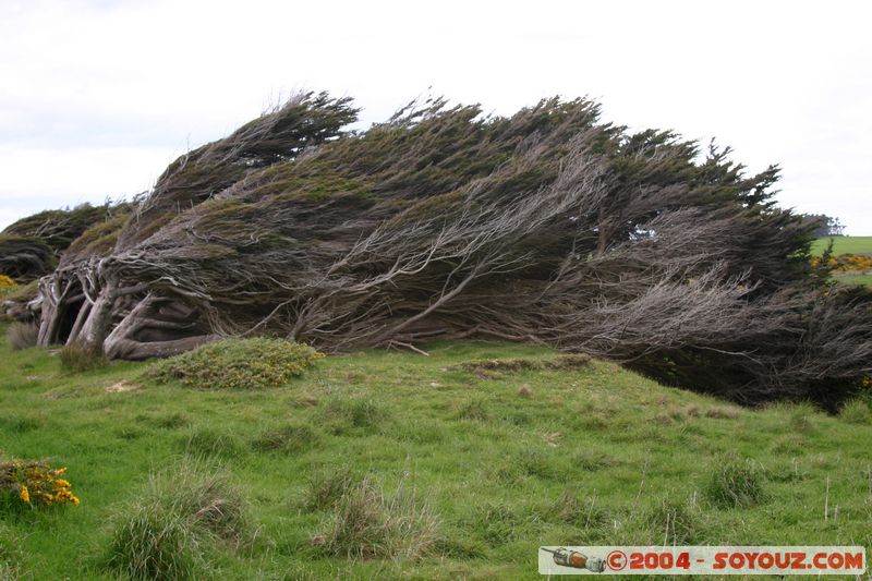 Southern Scenic Road - Trees folded by the wind
Mots-clés: New Zealand South Island Arbres