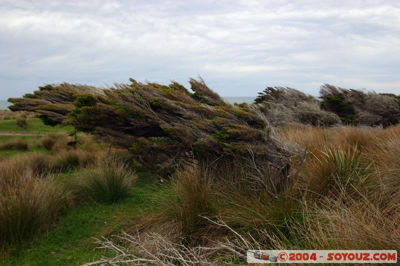 The Catlins - Trees folded by the wind
Mots-clés: New Zealand South Island Arbres