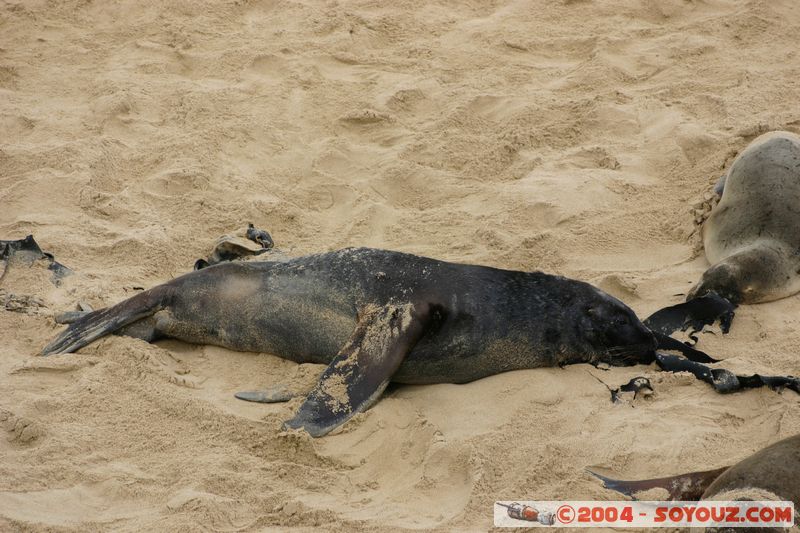 The Catlins - Waipapa point - Seals
Mots-clés: New Zealand South Island animals Phoques