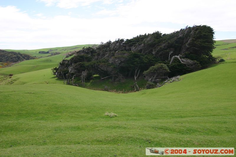 The Catlins - Slope Point
Mots-clés: New Zealand South Island