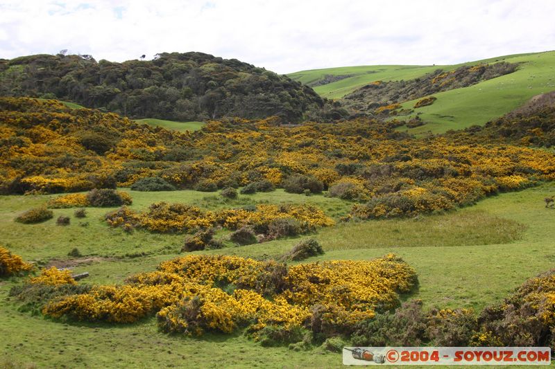 The Catlins - Slope Point
Mots-clés: New Zealand South Island fleur