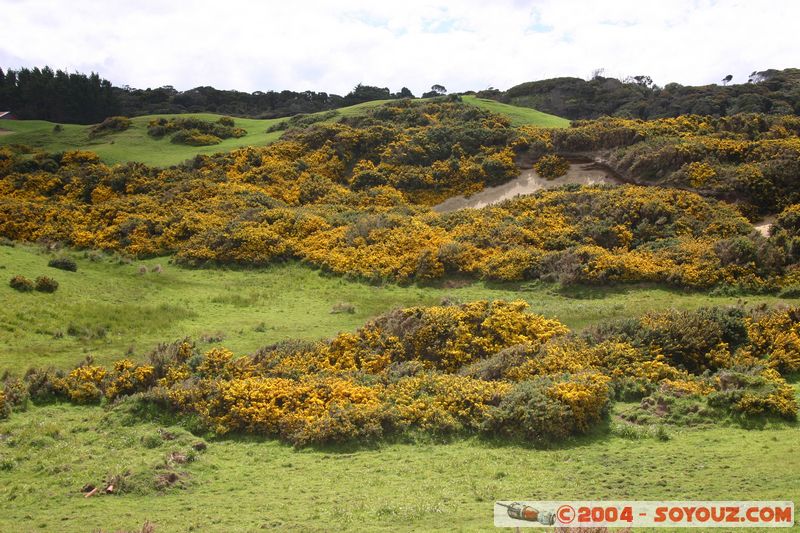 The Catlins - Slope Point
Mots-clés: New Zealand South Island fleur