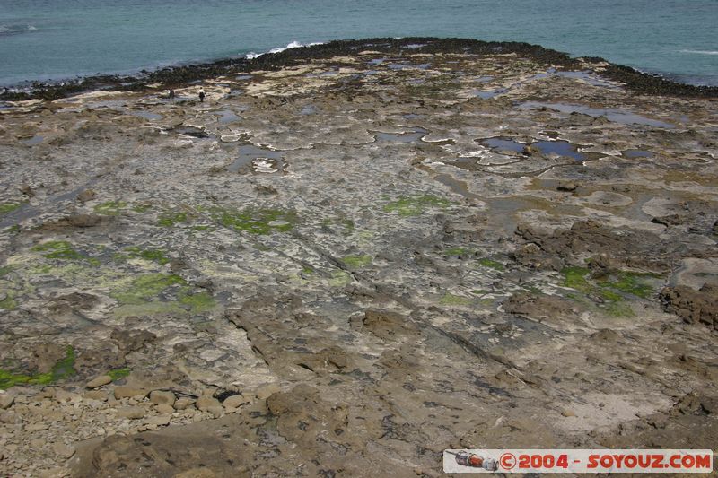 The Catlins - Curio Bay - Fossil Forest
Mots-clés: New Zealand South Island Fossile