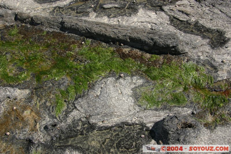 The Catlins - Curio Bay - Fossil Forest
Mots-clés: New Zealand South Island Fossile