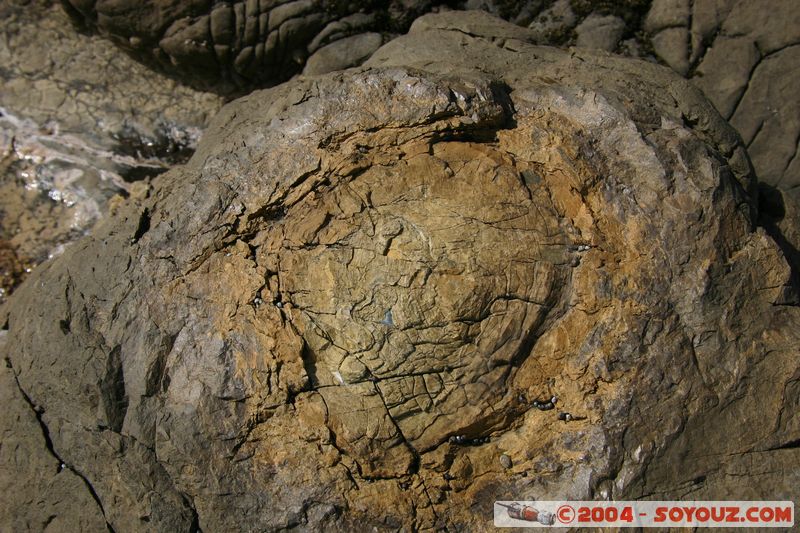 The Catlins - Curio Bay - Fossil Forest
Mots-clés: New Zealand South Island Fossile