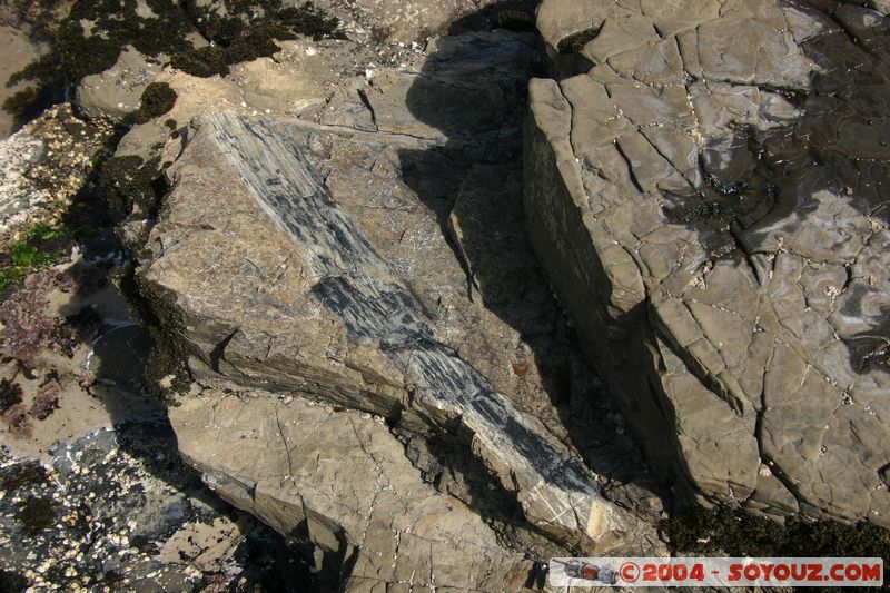 The Catlins - Curio Bay - Fossil Forest
Mots-clés: New Zealand South Island Fossile