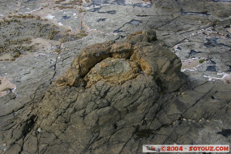 The Catlins - Curio Bay - Fossil Forest
Mots-clés: New Zealand South Island Fossile