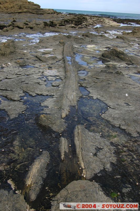 The Catlins - Curio Bay - Fossil Forest
Mots-clés: New Zealand South Island Fossile