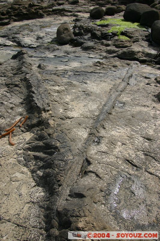 The Catlins - Curio Bay - Fossil Forest
Mots-clés: New Zealand South Island Fossile