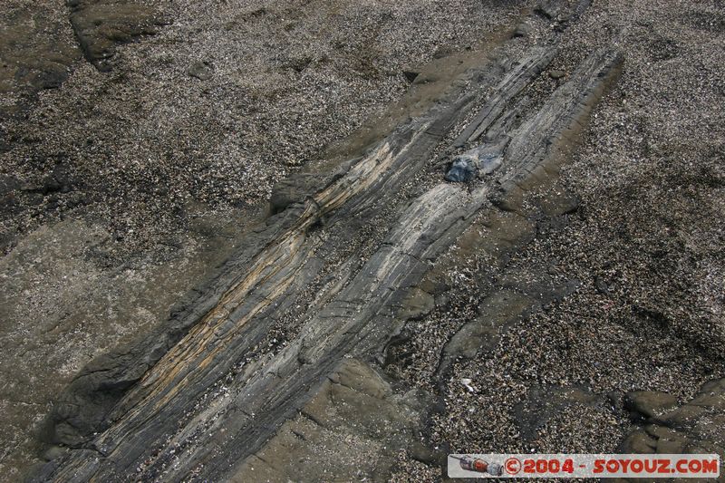 The Catlins - Curio Bay - Fossil Forest
Mots-clés: New Zealand South Island Fossile