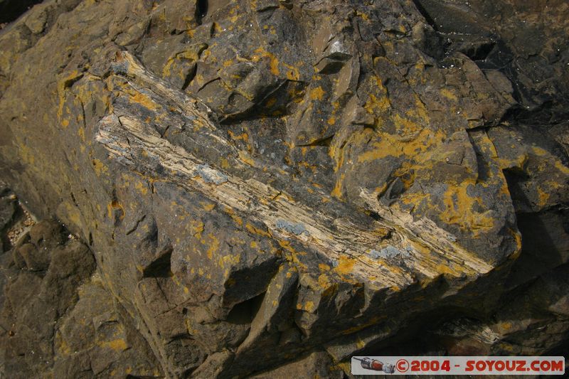 The Catlins - Curio Bay - Fossil Forest
Mots-clés: New Zealand South Island Fossile