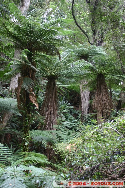 The Catlins - Lake Wilkie
Mots-clés: New Zealand South Island plante