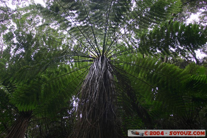 The Catlins - Lake Wilkie
Mots-clés: New Zealand South Island plante