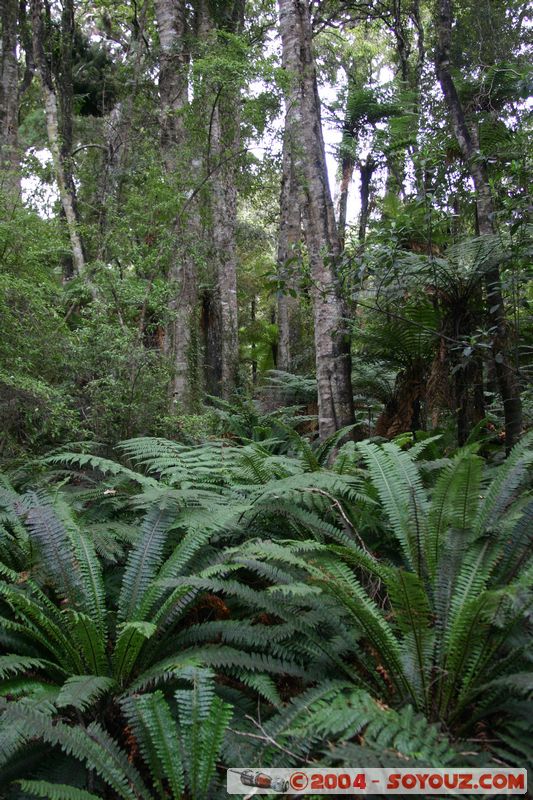 The Catlins - Lake Wilkie
Mots-clés: New Zealand South Island plante