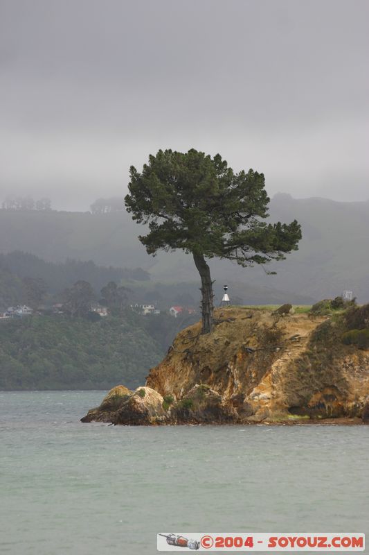 Otago Peninsula
Mots-clés: New Zealand South Island Arbres