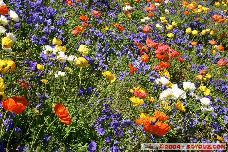 Dunedin Railway Station - Flowers
Mots-clés: New Zealand South Island fleur