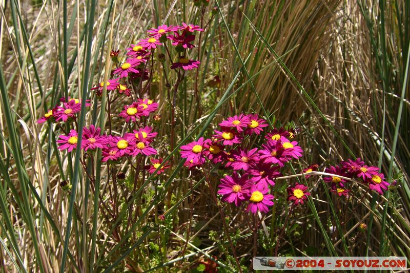 Banks Peninsula - Flowers
Mots-clés: New Zealand South Island fleur