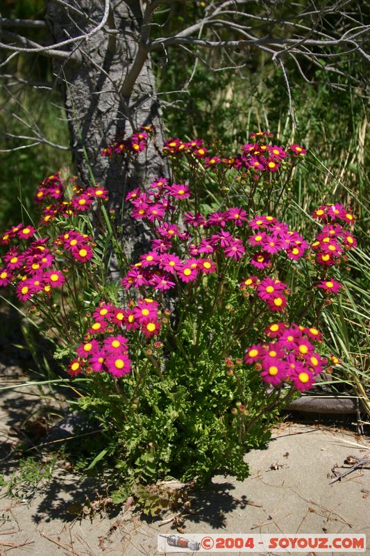 Banks Peninsula - Flowers
Mots-clés: New Zealand South Island fleur