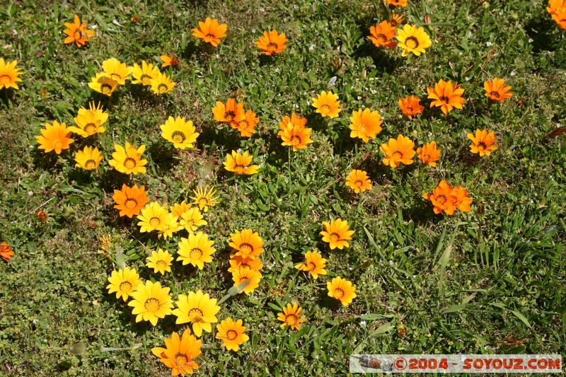 Banks Peninsula - Flowers
Mots-clés: New Zealand South Island fleur