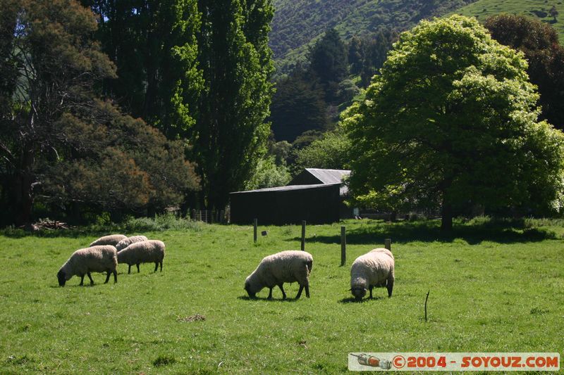 Banks Peninsula - Sheeps
Mots-clés: New Zealand South Island animals Mouton