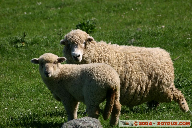 Banks Peninsula - Sheeps
Mots-clés: New Zealand South Island animals Mouton