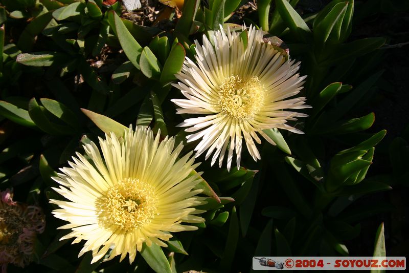 Banks Peninsula - Flowers
Mots-clés: New Zealand South Island fleur