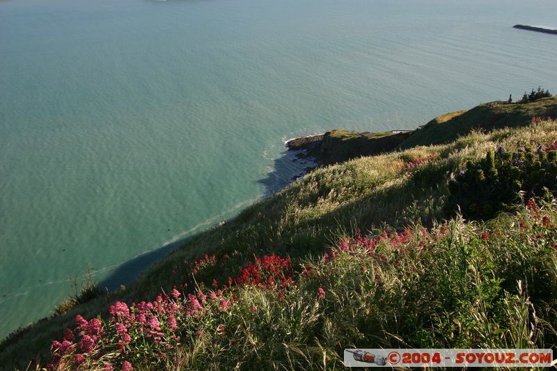 Lyttelton - Summit Road
Mots-clés: New Zealand South Island fleur mer