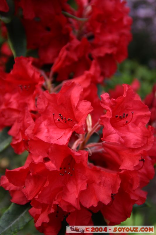 Christchurch - Botanic Gardens - Flowers
Mots-clés: New Zealand South Island fleur