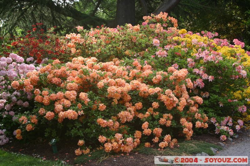 Christchurch - Botanic Gardens - Flowers
Mots-clés: New Zealand South Island fleur