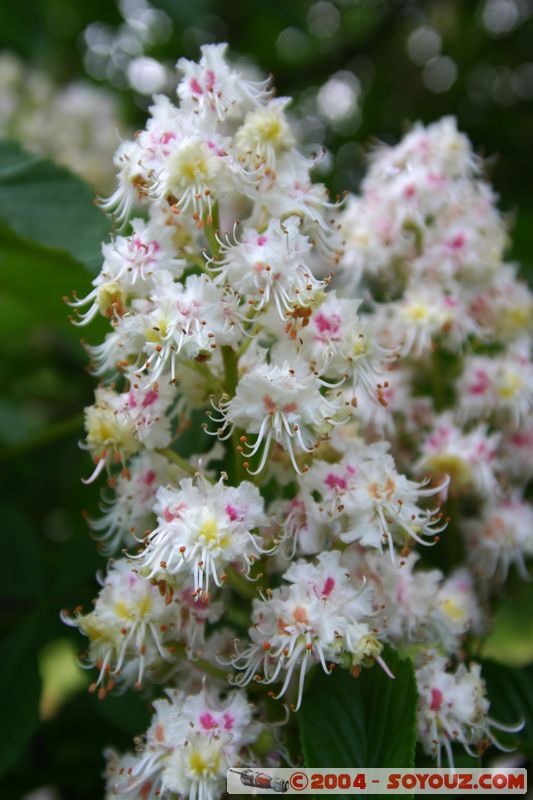 Christchurch - Botanic Gardens - Flowers
Mots-clés: New Zealand South Island fleur