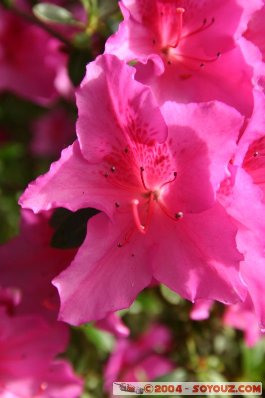 Christchurch - Botanic Gardens - Flowers
Mots-clés: New Zealand South Island fleur