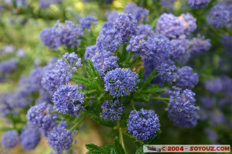 Christchurch - Botanic Gardens - Flowers
Mots-clés: New Zealand South Island fleur