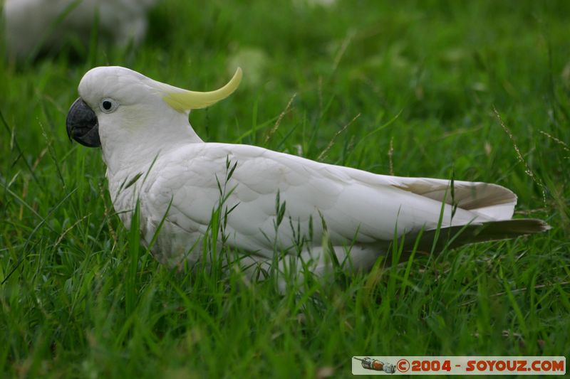 Sydney - Sulphur-crested Cockatoo (Cacatua galerita)
Mots-clés: animals animals Australia oiseau cockatoo